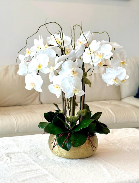 White Orchids in the Gold pot