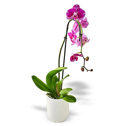 Orchids (pot)